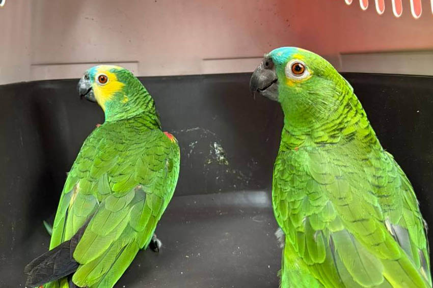 Rescataron cuatro loros habladores en un allanamiento por tráfico de fauna