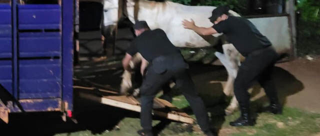 POSADAS: Rescatan un caballo en evidente estado de abandono durante un allanamiento