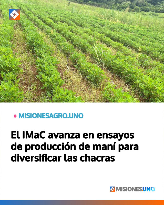 El IMaC avanza en ensayos de producción de maní para diversificar las chacras